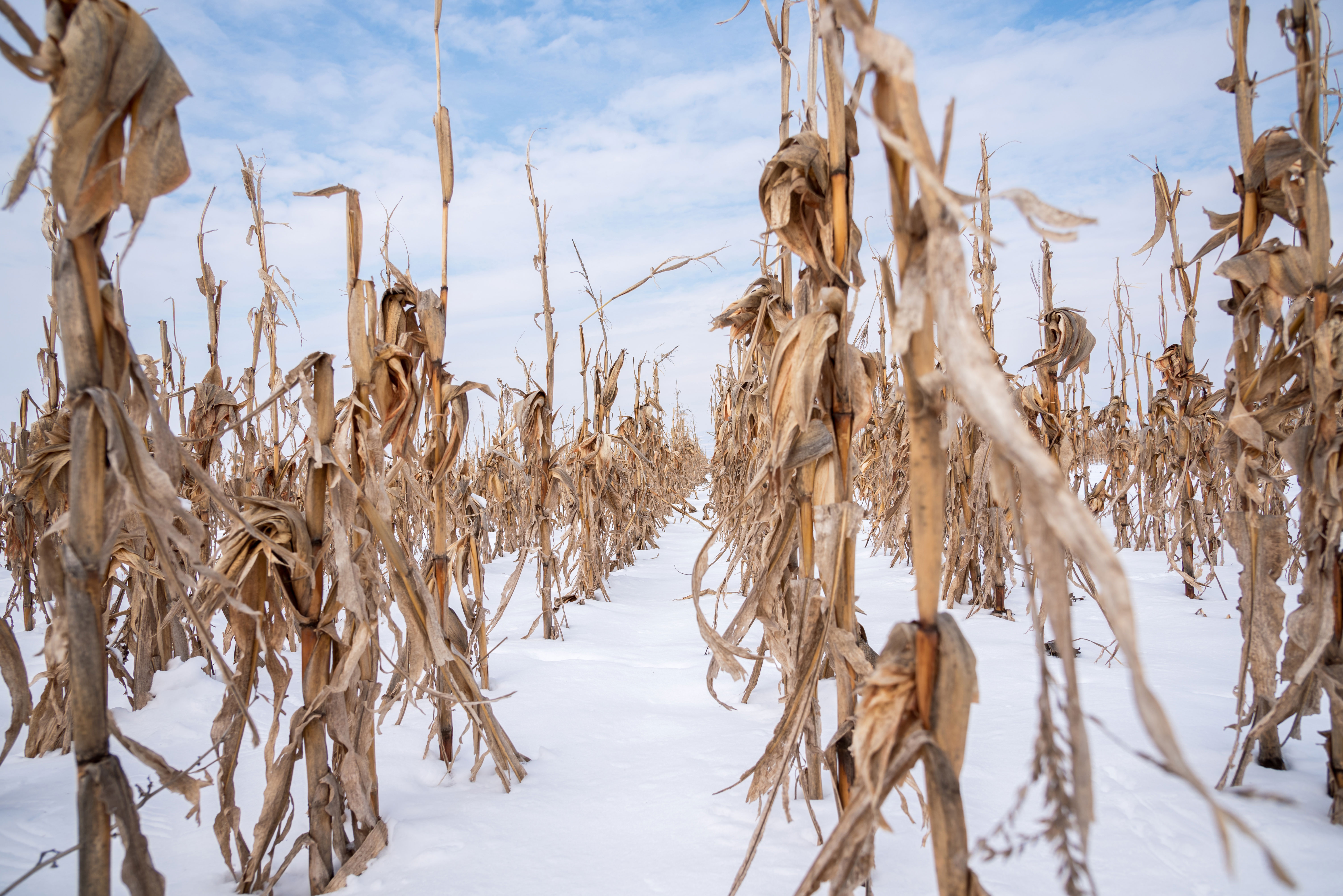 A field of standing corn covered in snow.