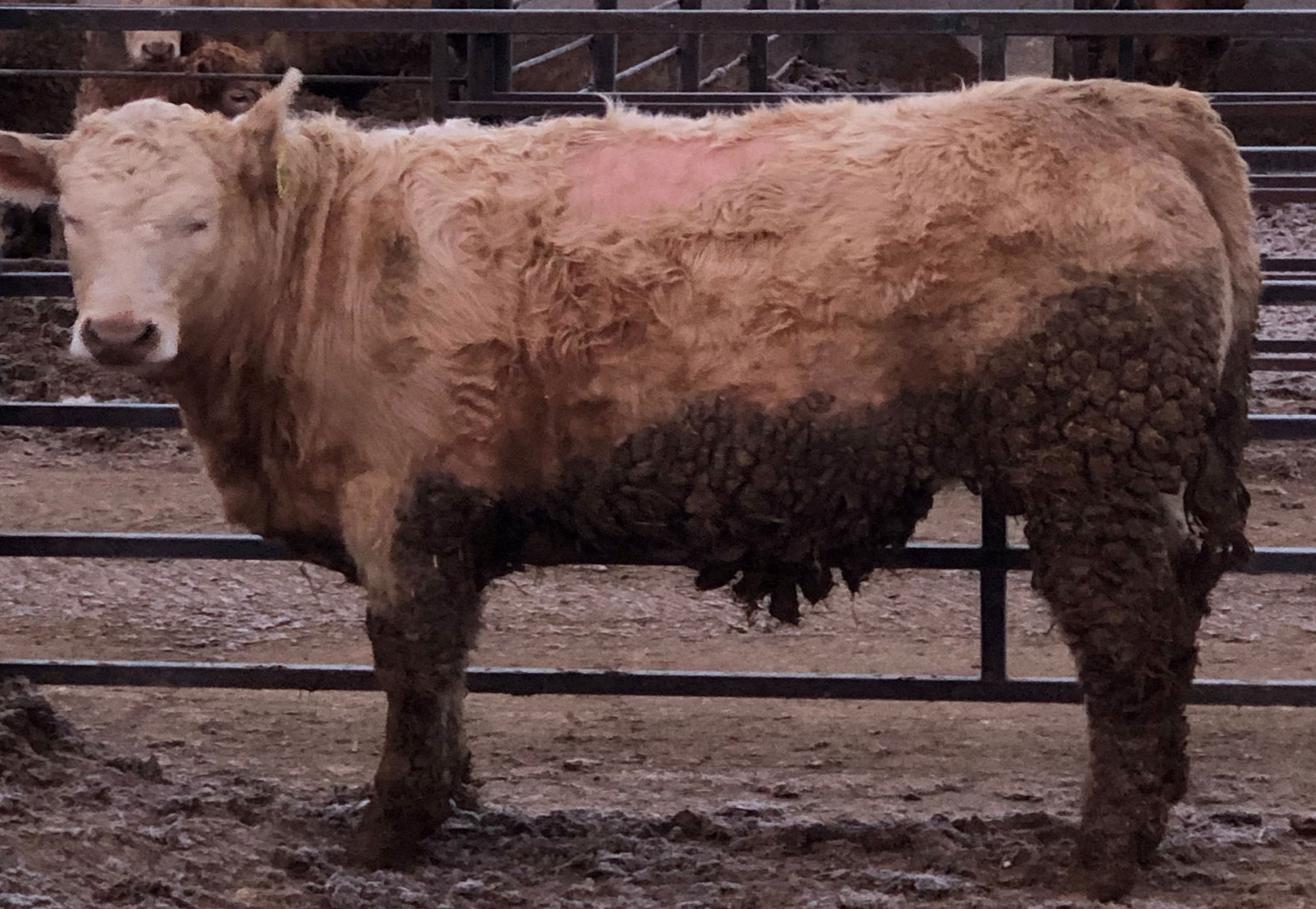 A steer standing in a feedlot. Its middle back has a visible bald spot due to lice.