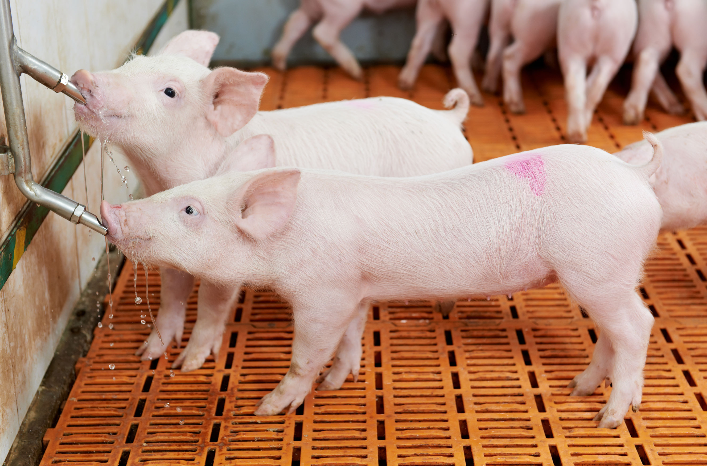 Two young swine drinking water in a wean-to-finish facility.