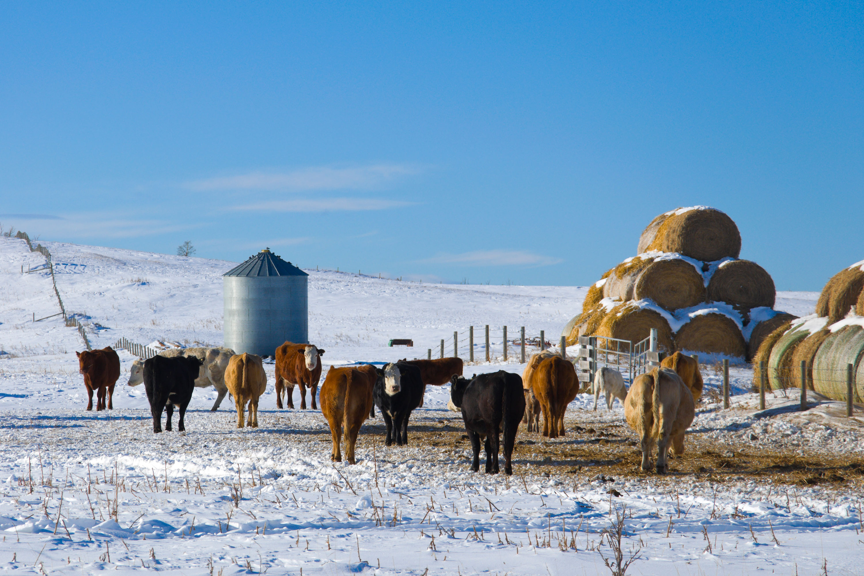 A small herd of cattle grazing in snow-covered, spring pasture.