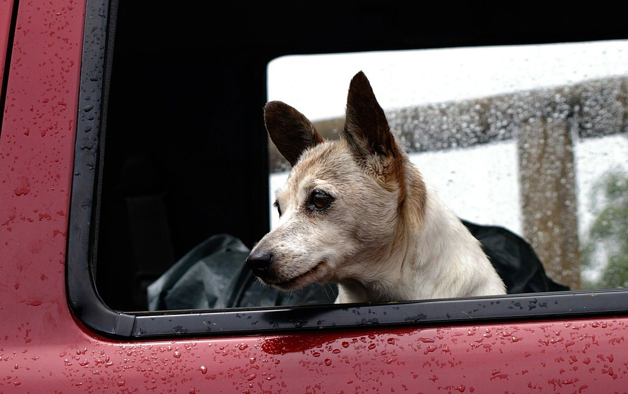 A dog in the cab of a pickup truck as rain falls.
