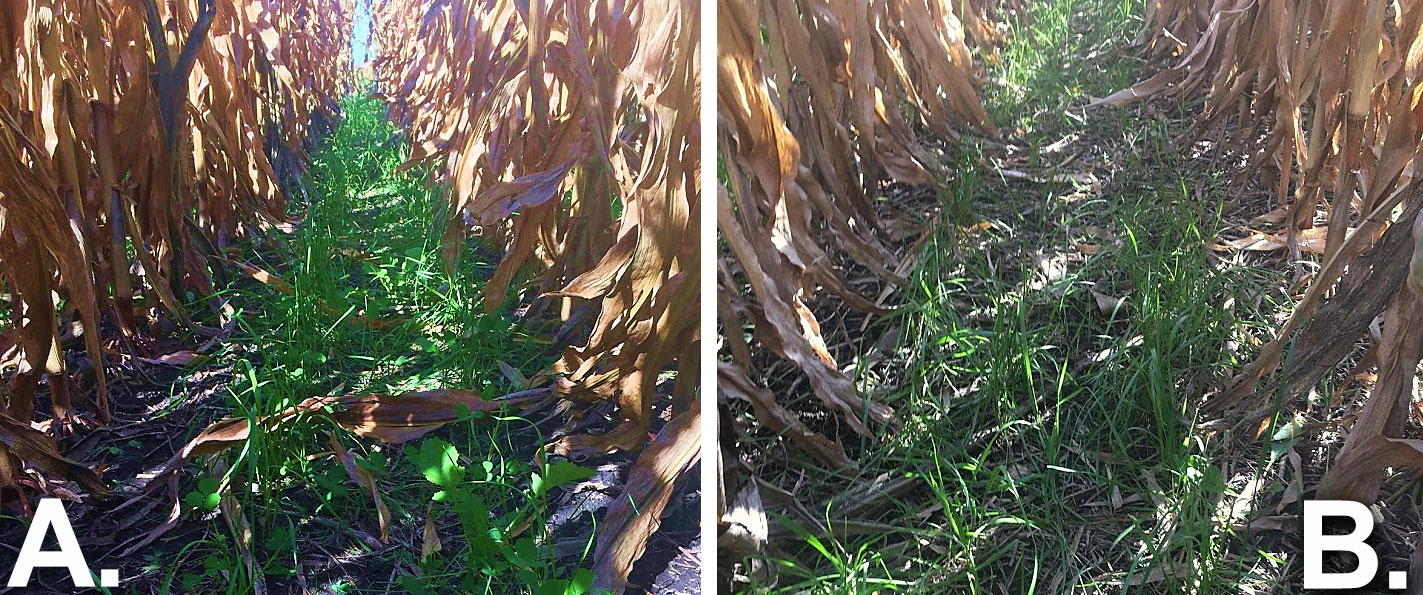 A side-by-side comparison of two fields interseeded with cover crops. The left field is labeled "A" and the right field is labeled "B". Both fields have green, grass-like cover crops emerging below the cropline.