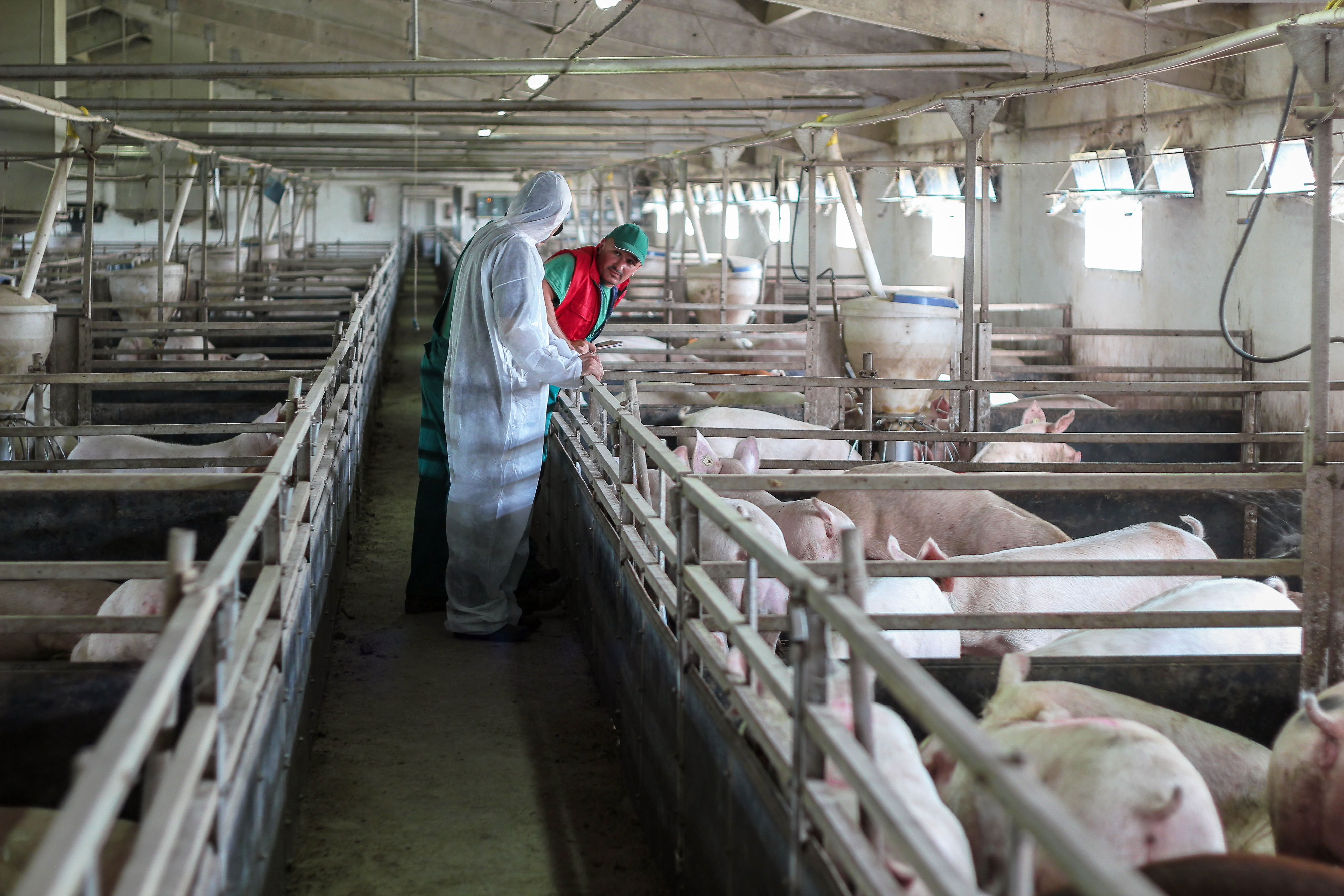 A hog farmer and employee conducting training inside a modern swine facility.