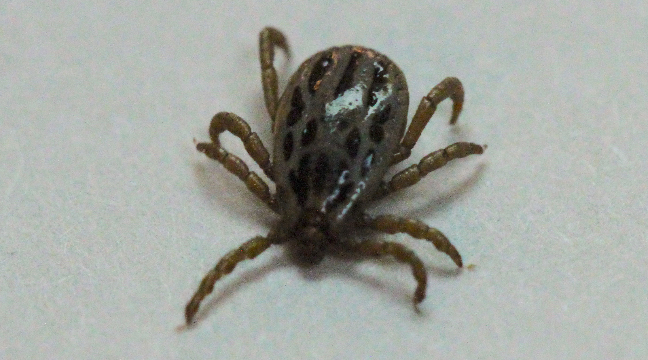 A teardrop shaped tan tick with eight legs and brown markings on a white background.