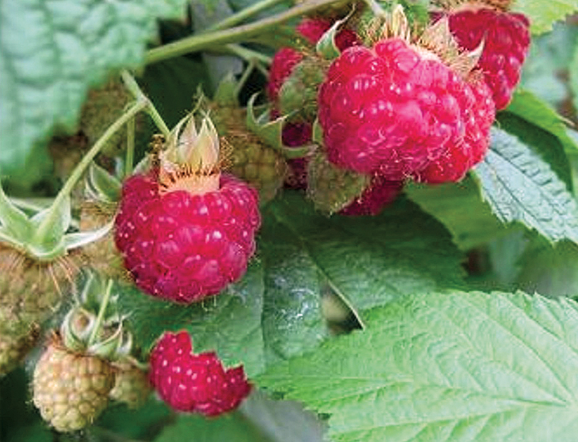 A close up of a raspberry plant with several berries growing on the plant