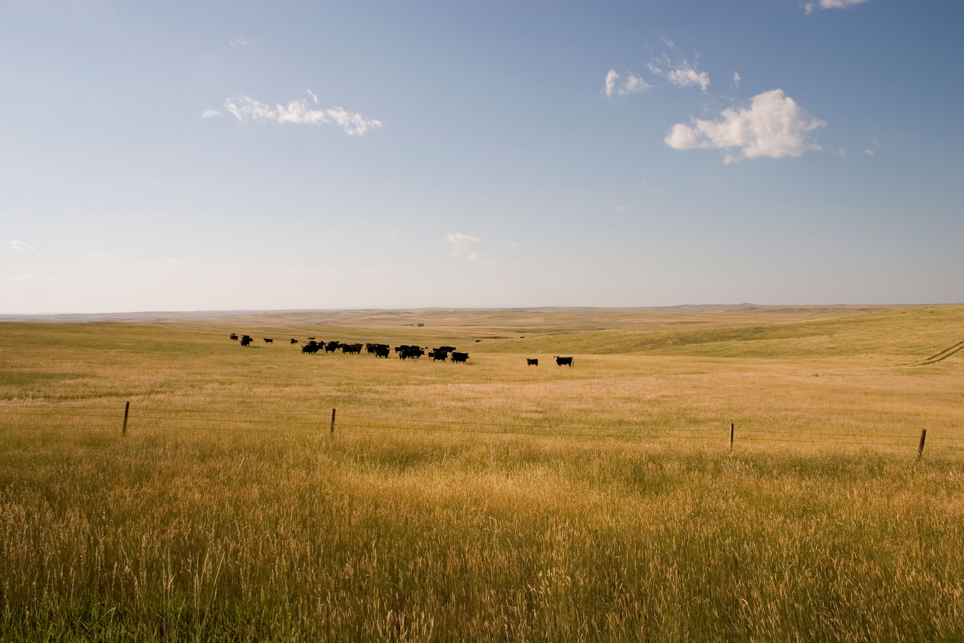 A herd of cattle grazing a vast rangeland in west-river South Dakota.