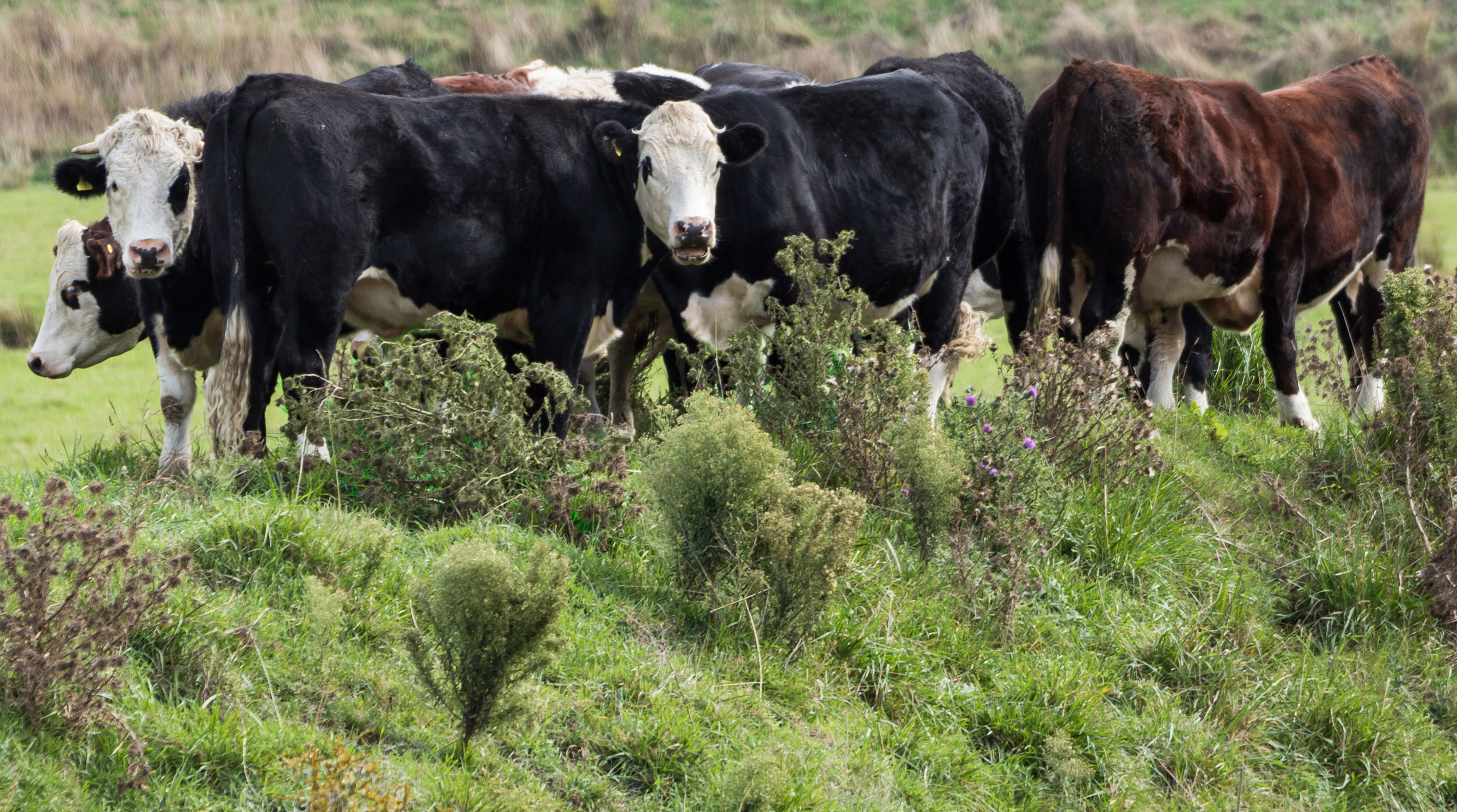 A group of mixed cattle grazing in a pasture with several Canada Thistle plants spreading throughout.
