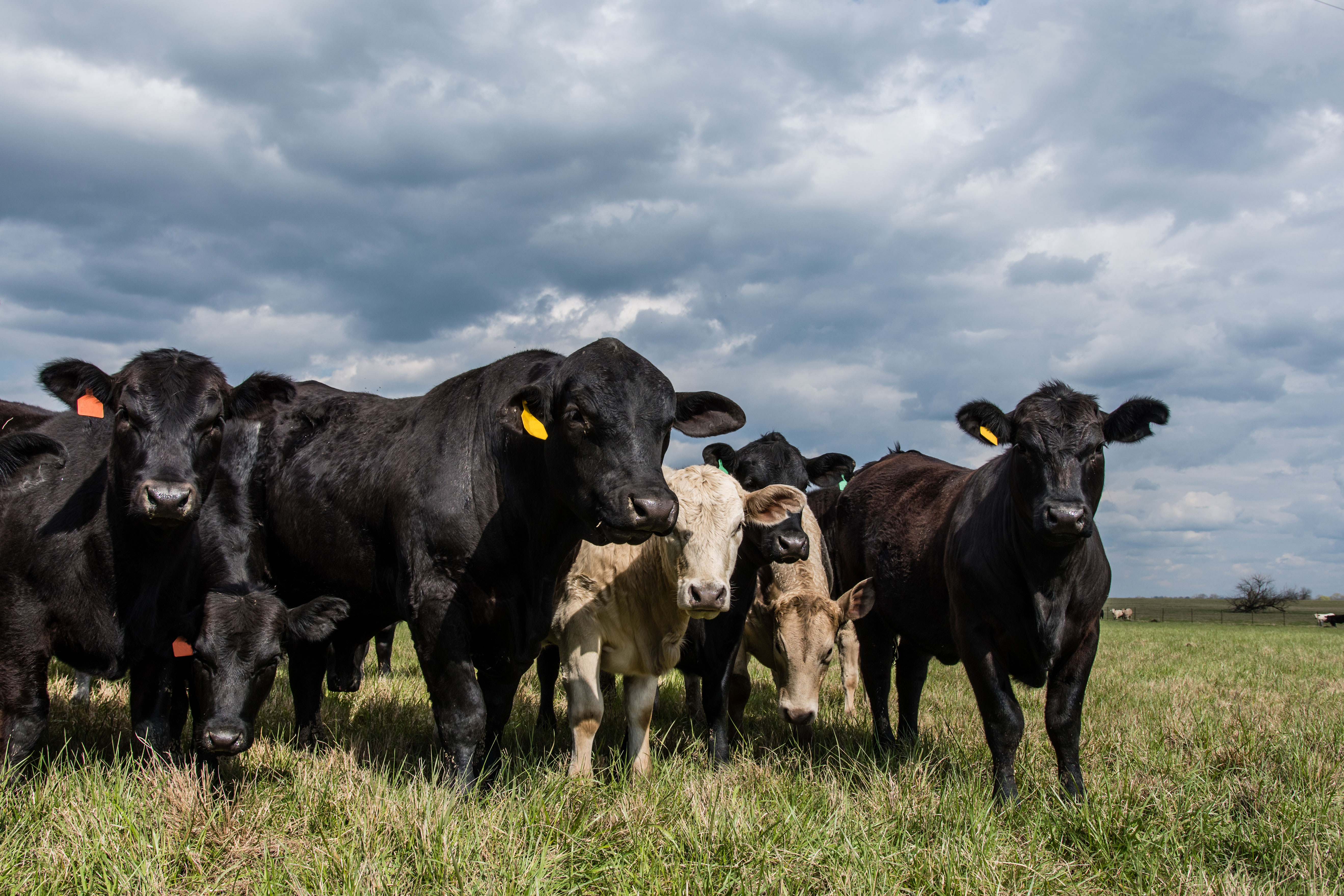 Black Angus bull standing with a group of Angus and Charolais crossbred heifers in a spring pasture with an overcast sky.