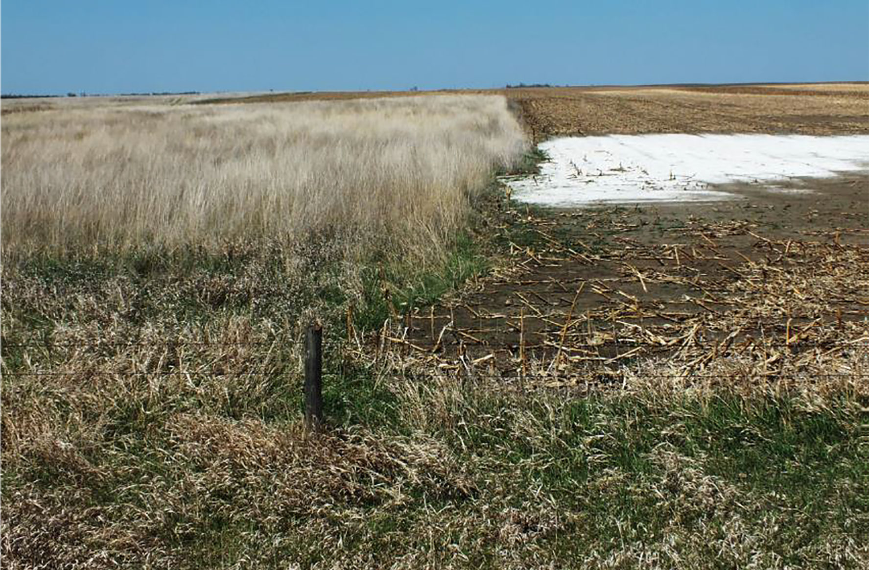 Two side-by-side fields. The left field is planted with perennial grass. The right field is bare with salty soil exposed.