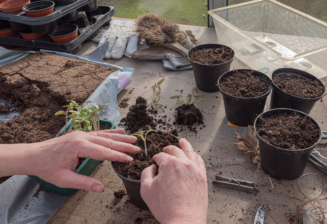 A pair of hands transplanting a tomato seedling in a black, plastic pot.
