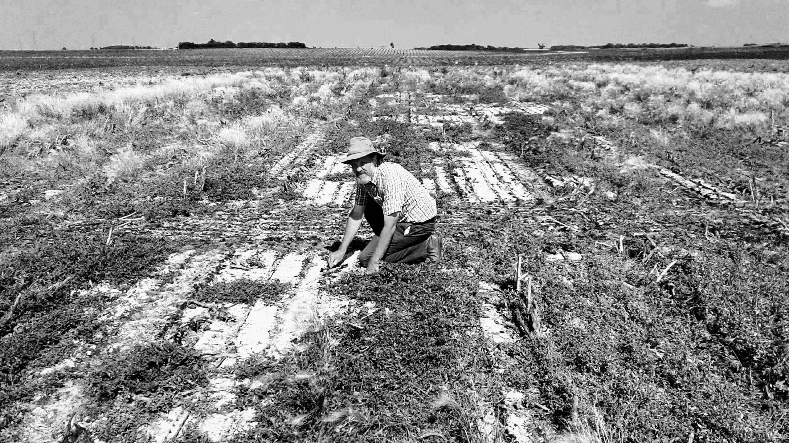 A man inspecting a field with salty soil.
