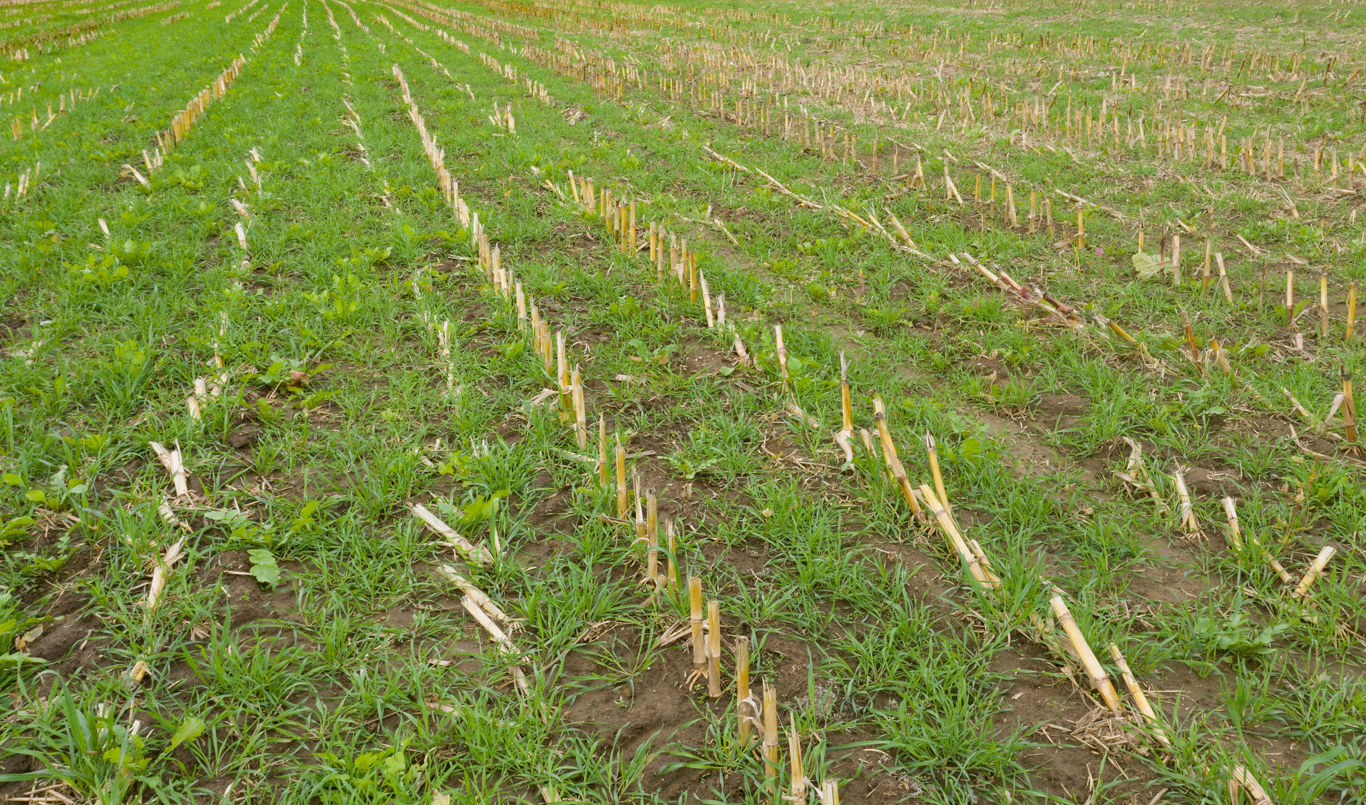 Cover crops growing in a field of harvested corn.
