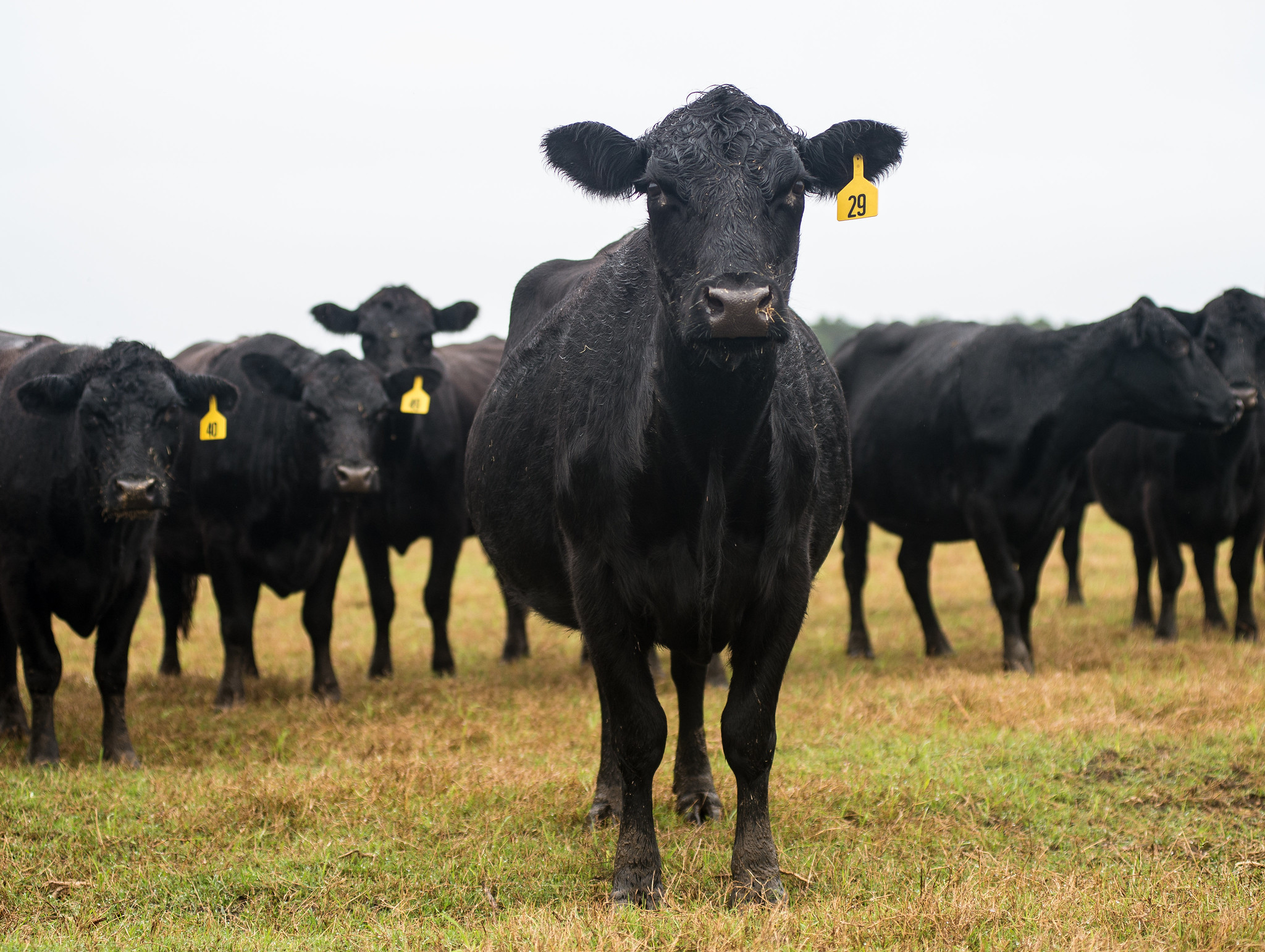A group of black Angus cows standing in spring pasture.