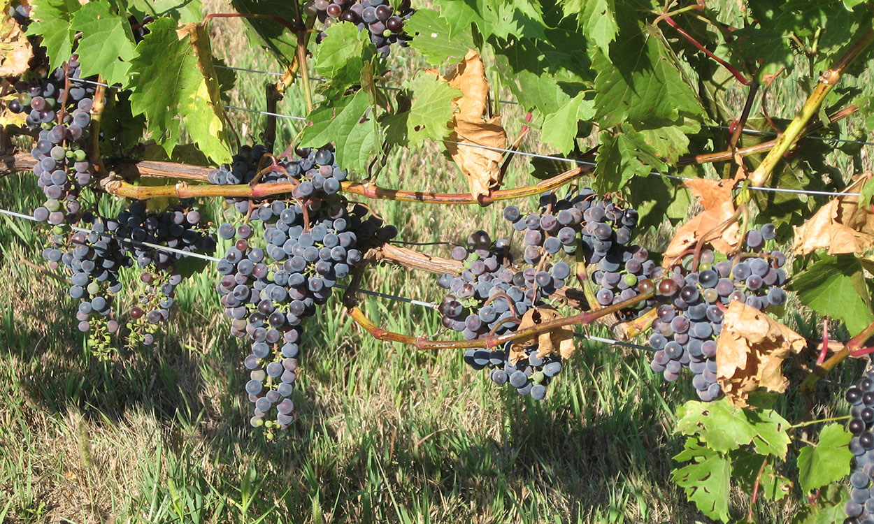 Several ripe grape clusters hanging from a vine.