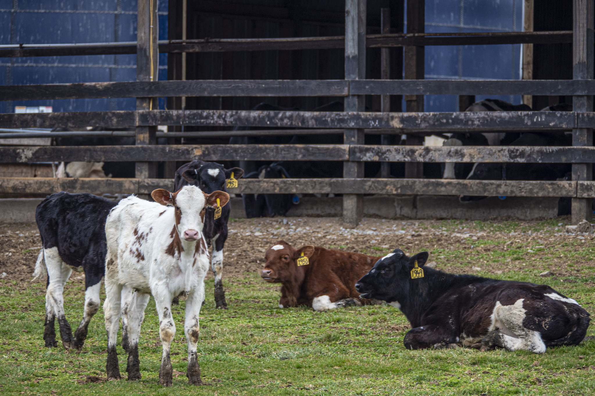 A small group of dairy cattle resting in a pen.