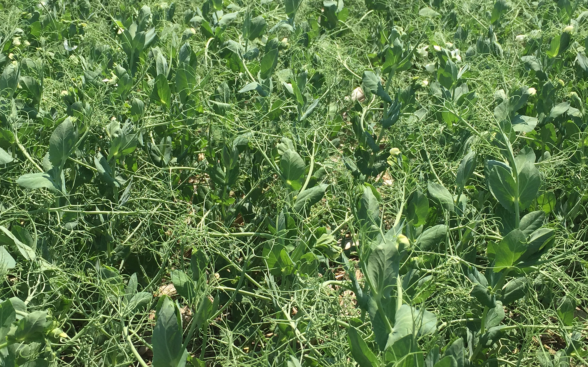 A stand of field peas being grown for grain.