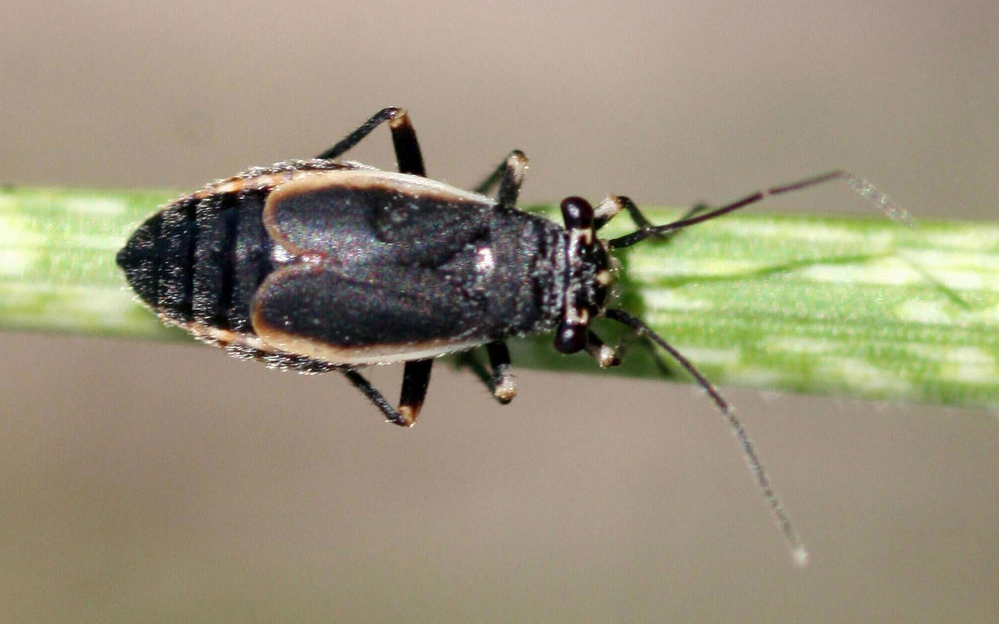A small black bug with tan margins on the wings. This insect is resting on a blade of grass that is green with white spots.