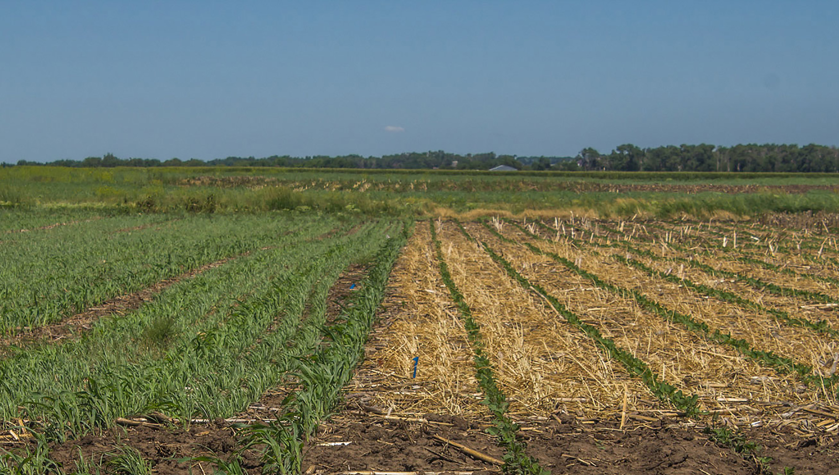 A field of no-till soybeans and corn.