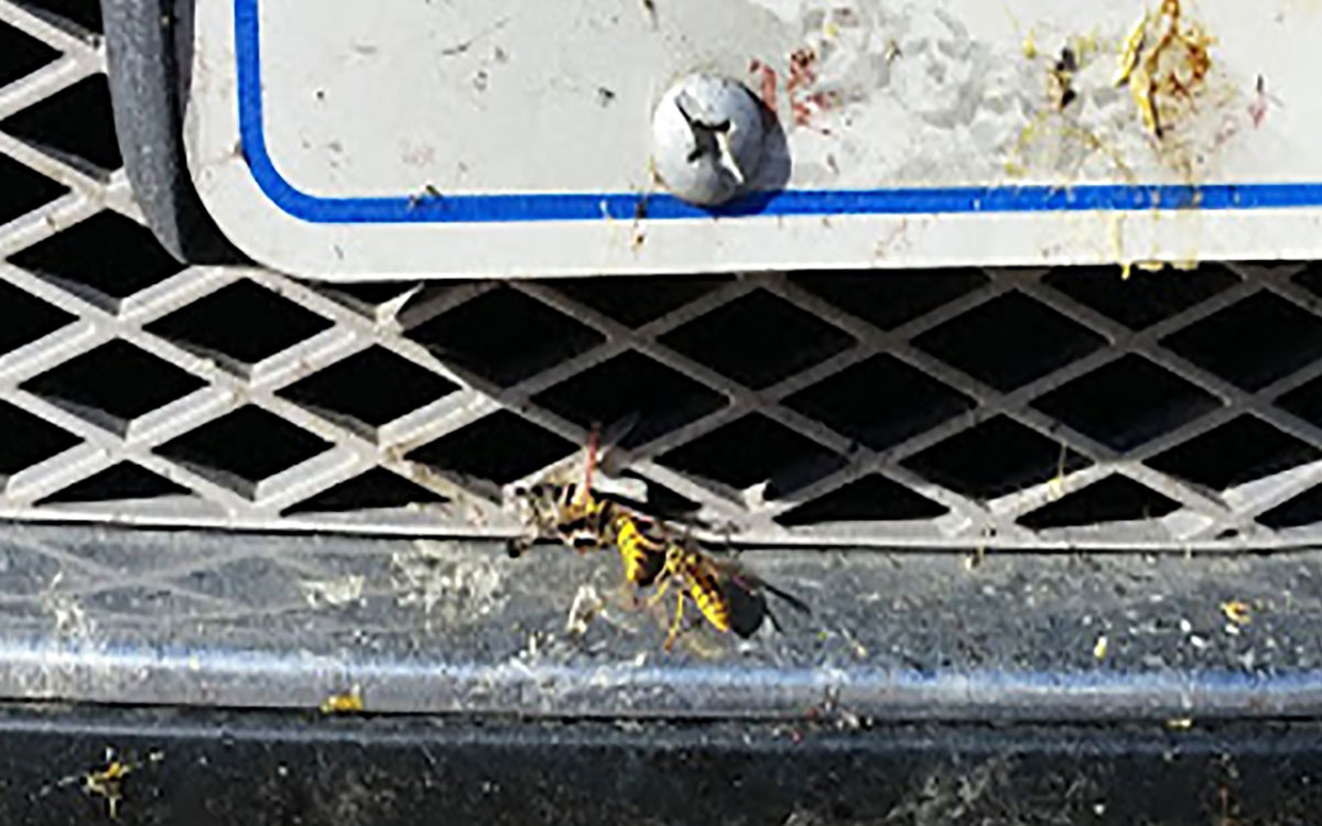 Two yellow and black wasps gathering dead insects off of the grille of a vehicle.