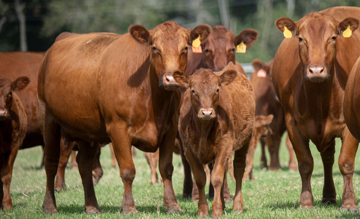 A group of red angus cattle.