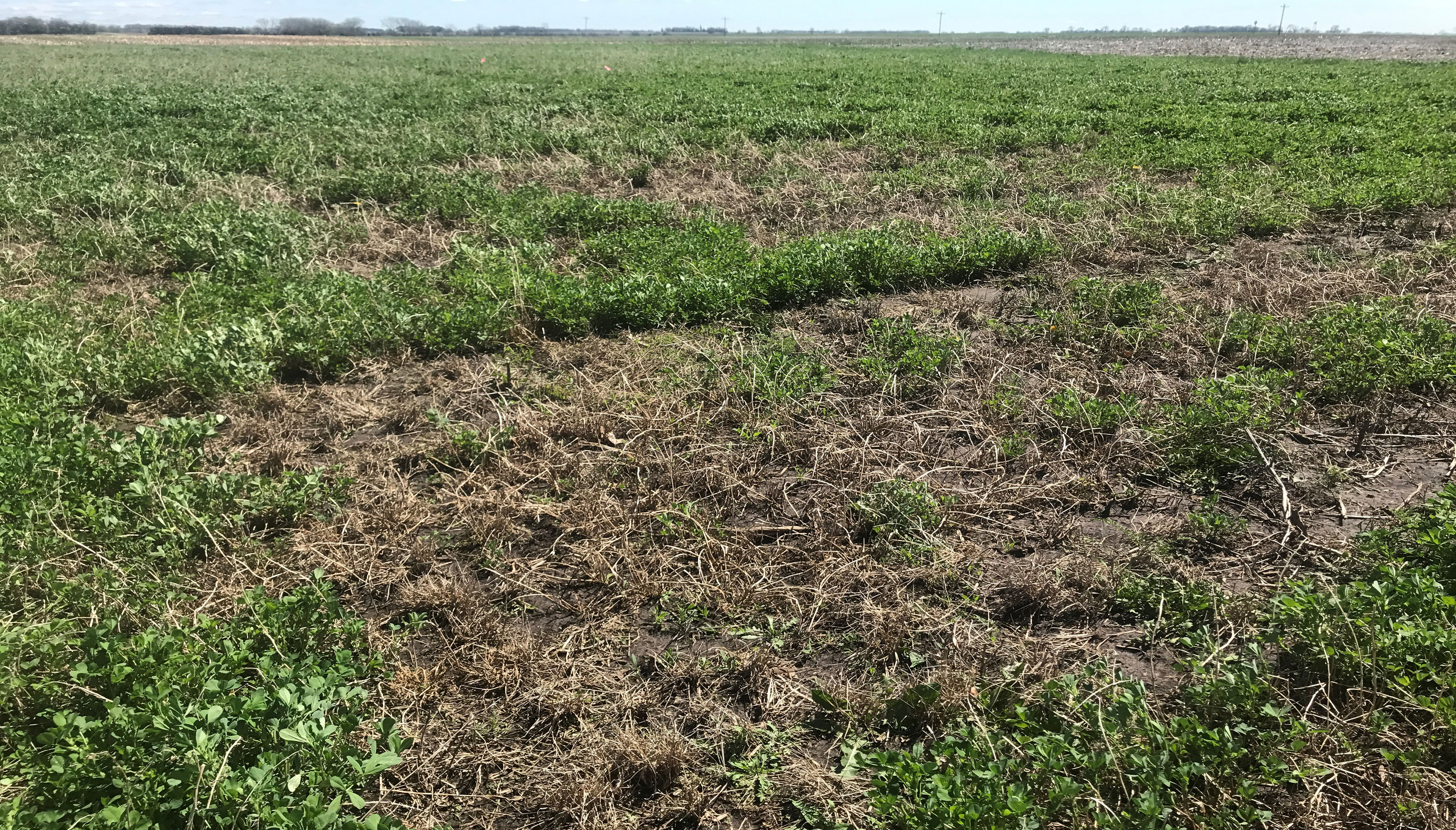 An alfalfa field with noticeable dead patches due to winter kill.