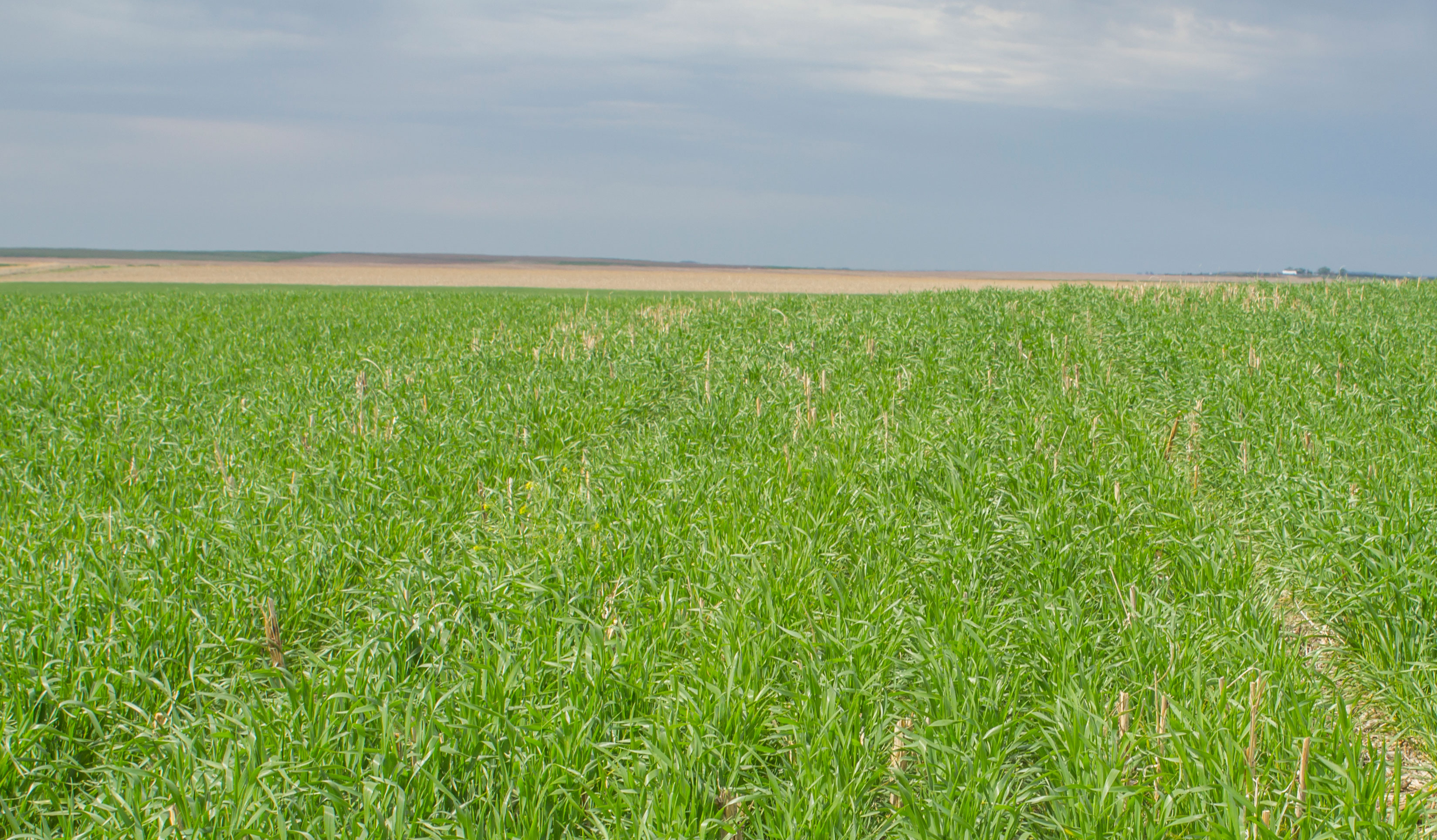 Spring wheat growing in a no-till field. Courtesy: USDA NRCS South Dakota, (CC BY-SA 2.0)