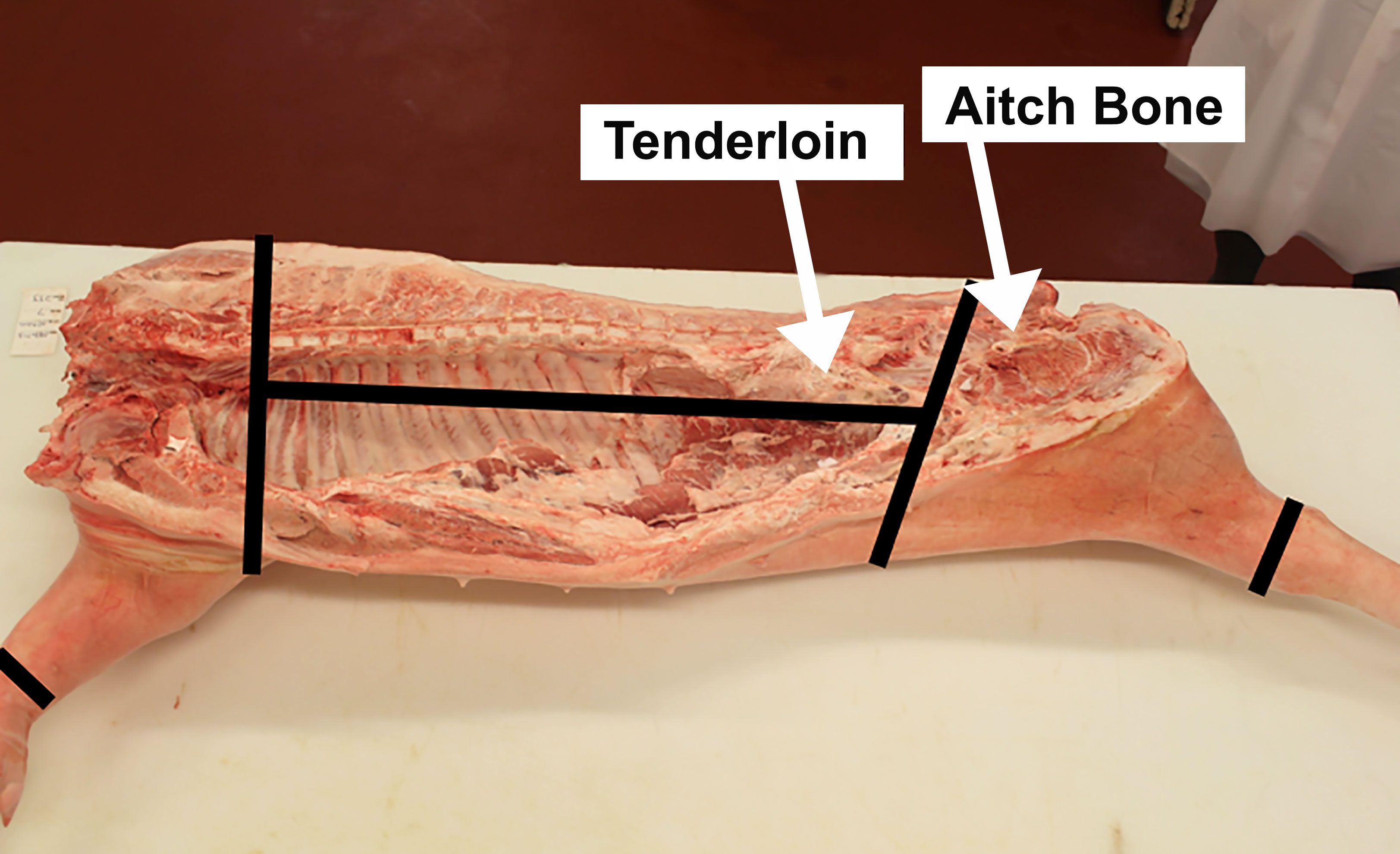 A pork carcass that has been cut in half. There are black lines demonstrating where to cut the carcass into its primal cuts. White arrows call out the tenderloin section and the aitch bone. For a complete description, contact SDSU Extension at: 605-688-4792