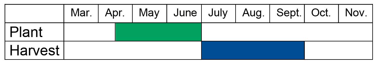 Carrots should typically be planted mid-April through June and harvested July through September.