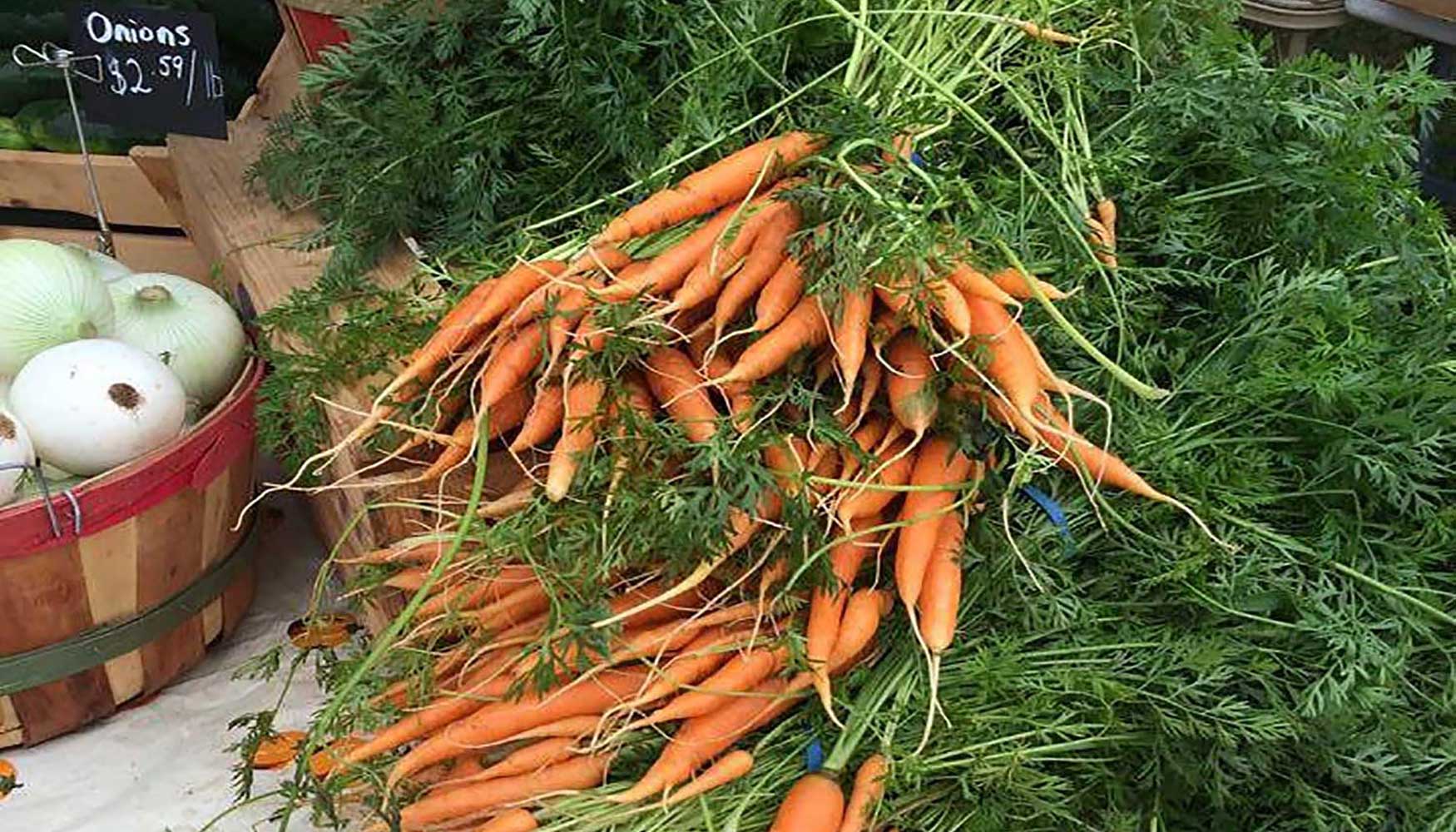 Several bundles of fresh carrots on display at a farmers market.