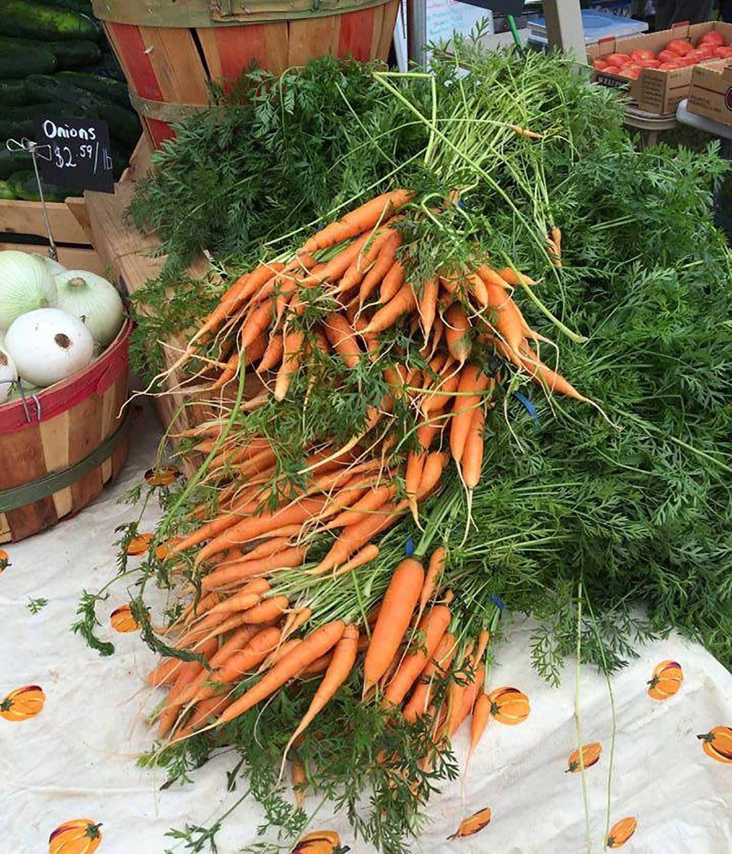 Several bundles of fresh carrots on display at a farmers market.