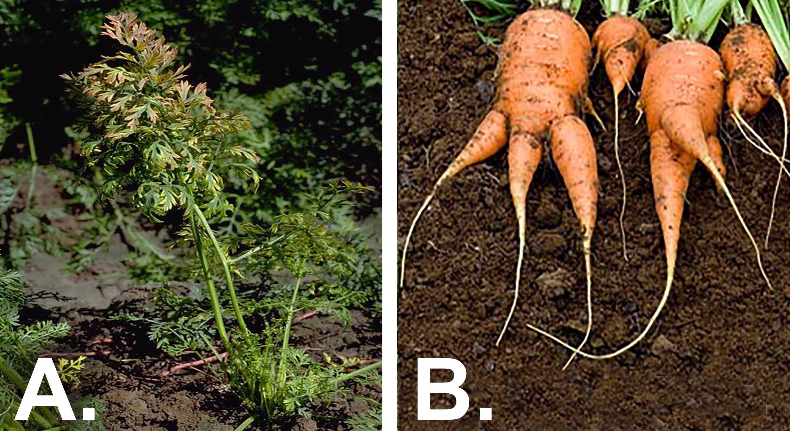 Two photos of common carrot diseases side-by-side. The first is labeled &quot;A&quot; and shows yellowing leaves on carrot greens due to Aster Yellows disease. The second is labeled &quot;B&quot; and shows several four uprooted carrots with multiple, forked roots due to forked root disorder.