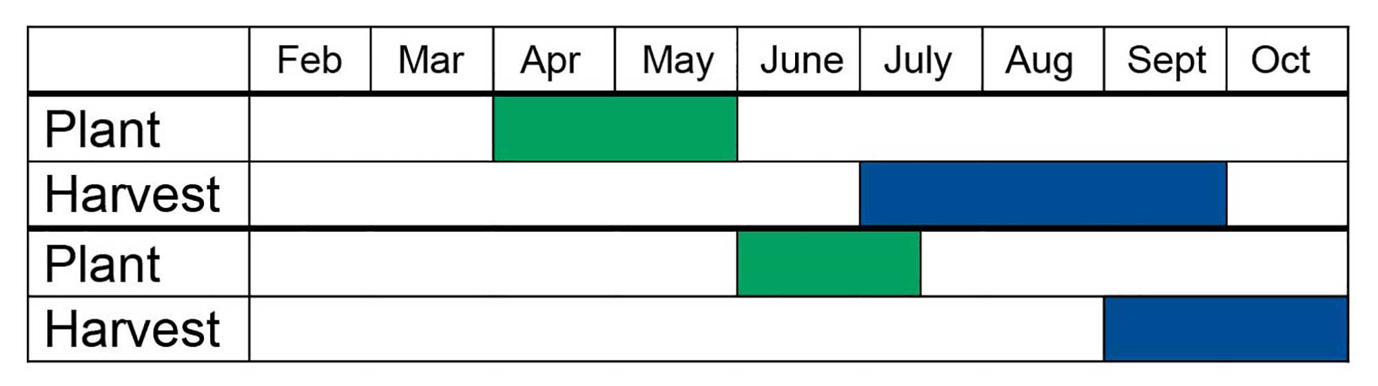 For an early harvest, plant peas in April and May for harvest in July, August and September. For a later harvest, plant peas in June and July for harvest in September and October.