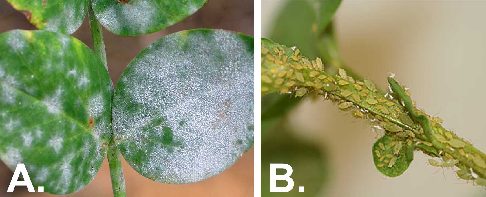 Two photos of common pea issues. The first is labeled "A" and shows white, powdery residue on pea leaves due to powdery mildew. The second is labeled "B" and shows numerous, small, lime-green pea aphids on a pea stem.