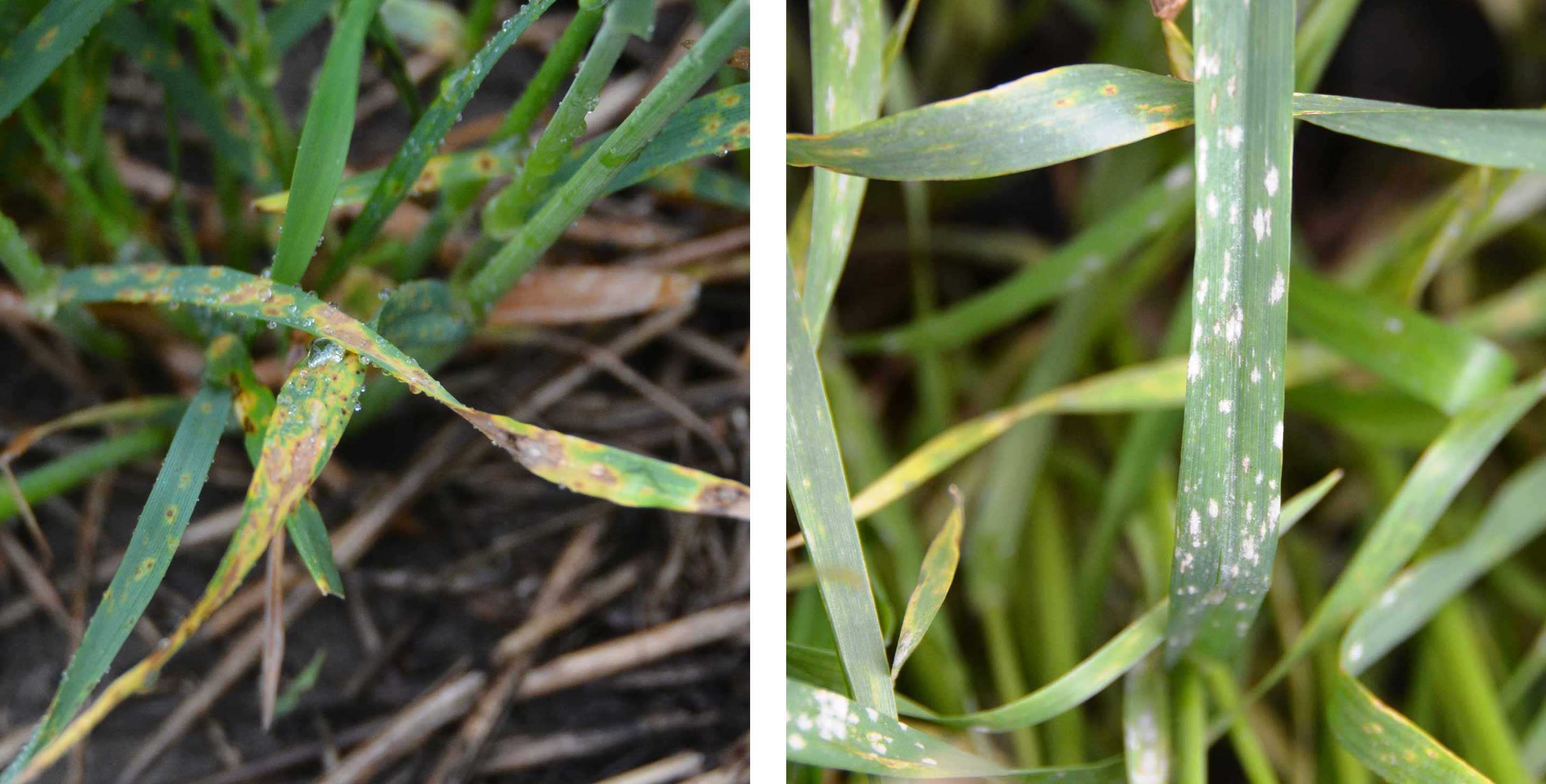Wheat plants exhibiting symptoms of tan spot and powdery mildew.