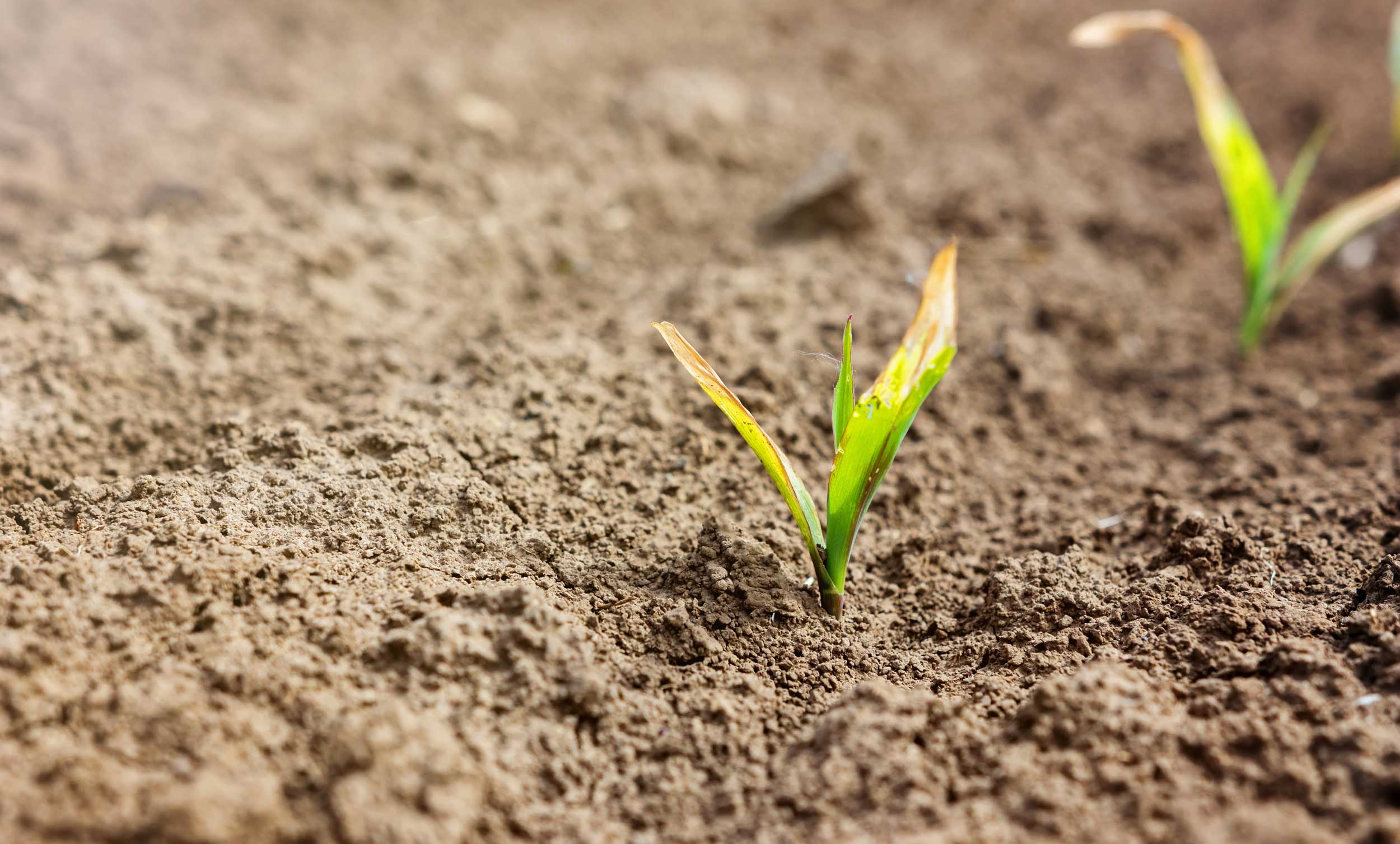 Young, emerging corn plants with browning on their leaf tips due to frost damage.