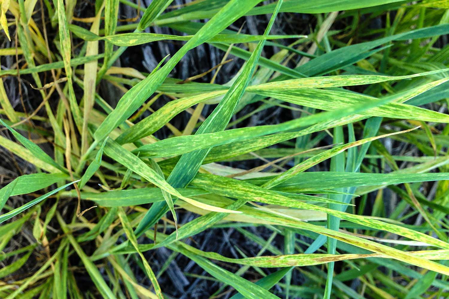 A few wheat plants showing heavy yellowing mosaic symptoms due to Wheat streak mosaic virus.