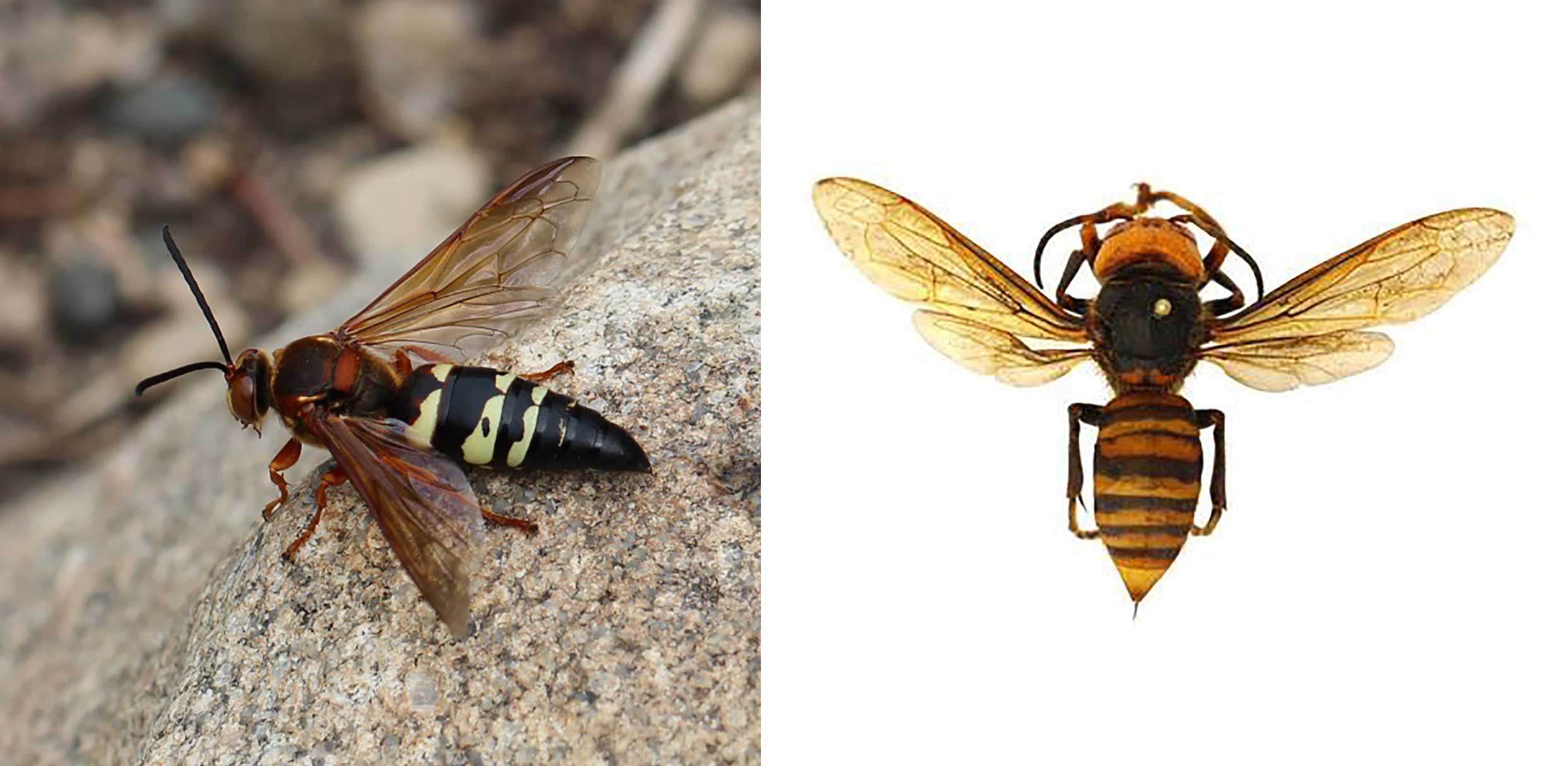 Two insects. The left is a wasp with a dark head, reddish brown thorax (the segment behind the head), and a black and yellow banded abdomen. The right is a hornet with a yellow head, dark brown thorax (the segment behind the head), and a brown and yellow banded abdomen.