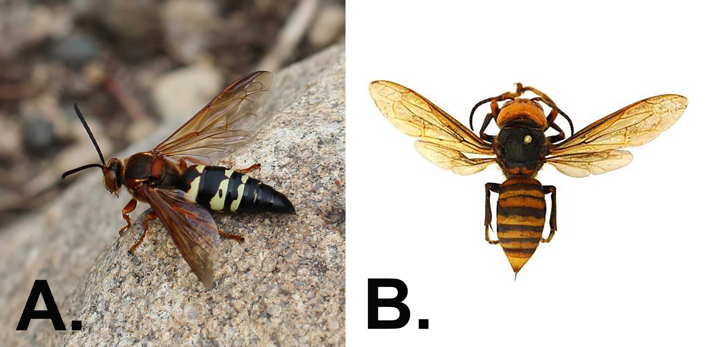 Two insects. The left is a wasp labeled “A”. It has a dark head, reddish brown thorax (the segment behind the head), and a black and yellow banded abdomen. The right is a hornet labeled “B”. It has a yellow head, dark brown thorax (the segment behind the head), and a brown and yellow banded abdomen.