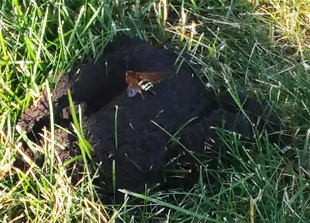 There is a pile of brown dirt in the middle of a green lawn. A large wasp is perched on the mound of dirt and its banded abdomen is visible.