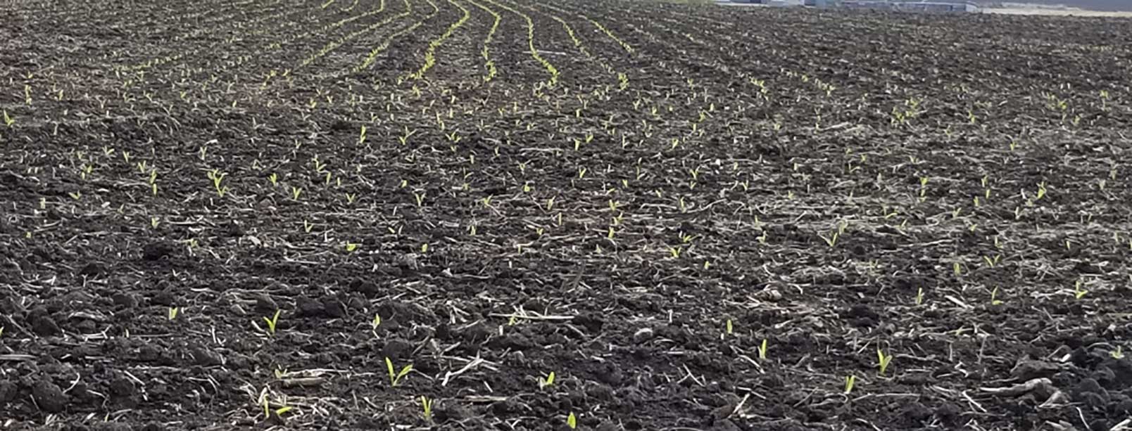 Young corn plants emerging in a field during early spring.