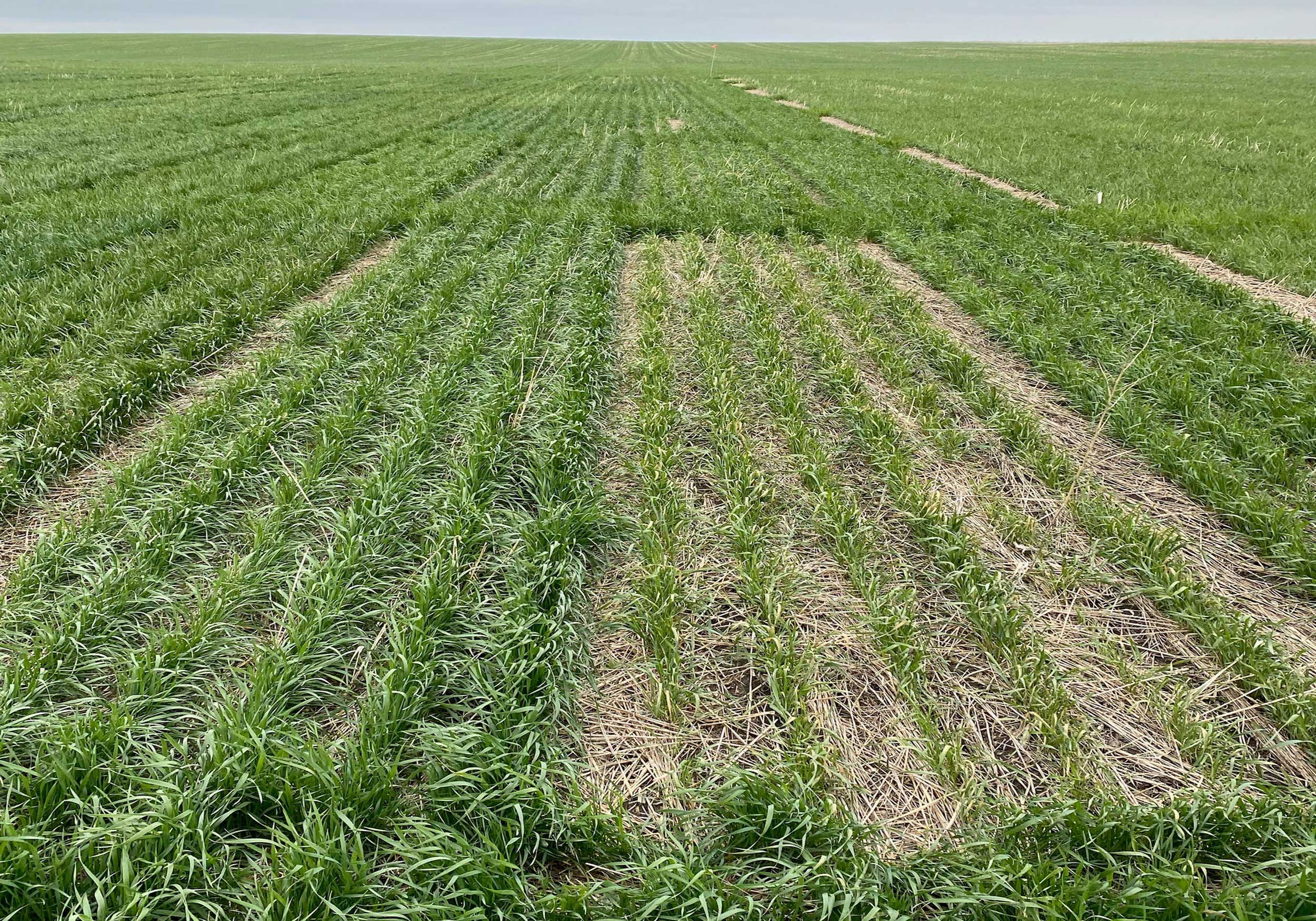 SDSU Extension Winter Wheat Variety trials. One plot is showing more yellowing and stress than other plots.
