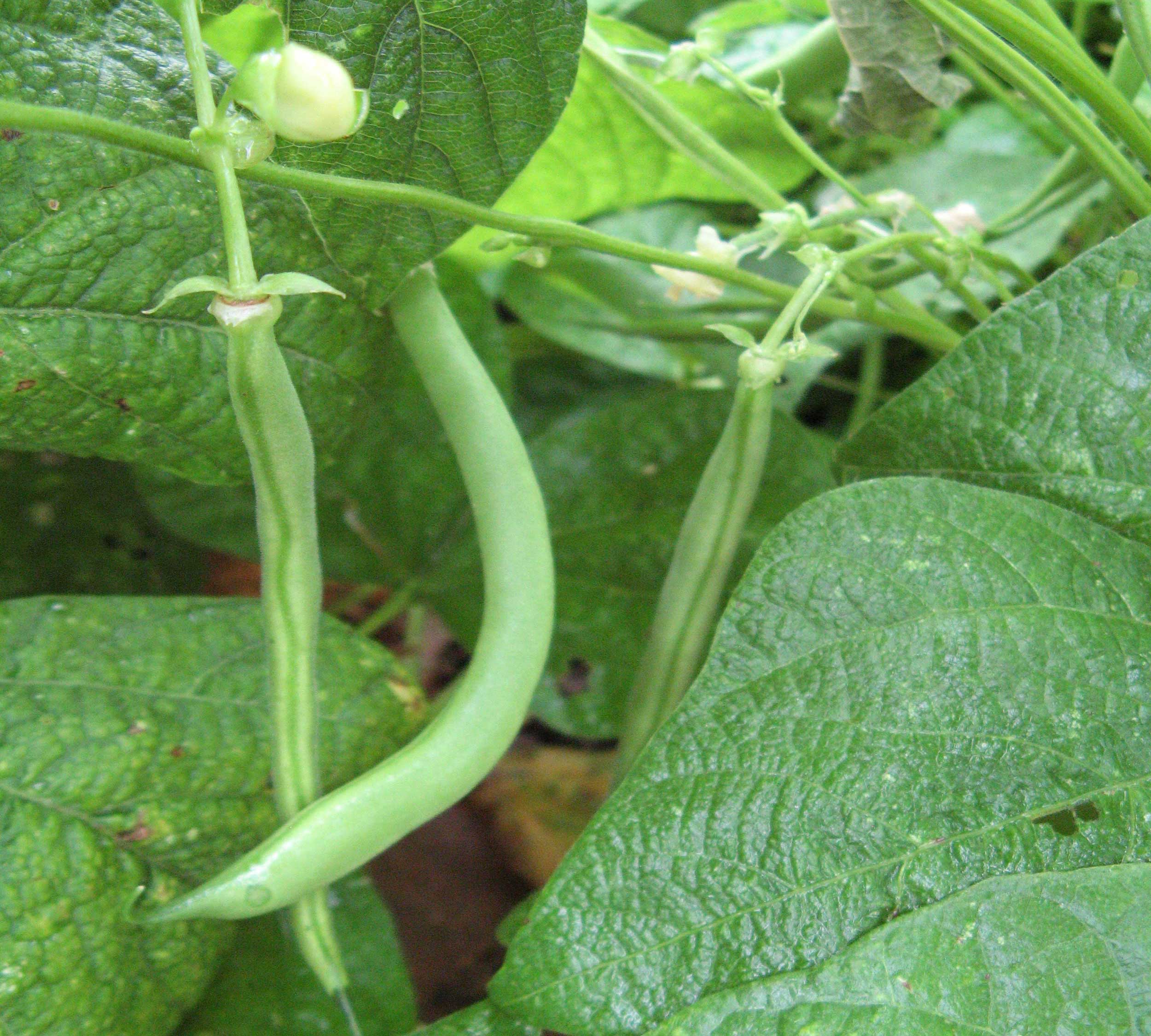 Green beans growing a garden.