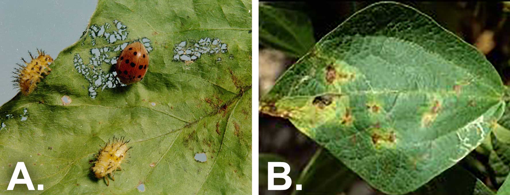 Two photos of common green bean issues side-by-side. The first is labeled &quot;A&quot; and shows bean leaf beetles defoliating a leaf. The second is labeled &quot;B&quot; and brown spots on a bean leaf due to material blight.