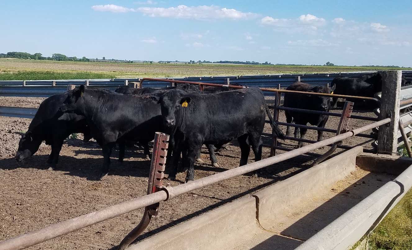A small group of black angus cattle in a feedlot.