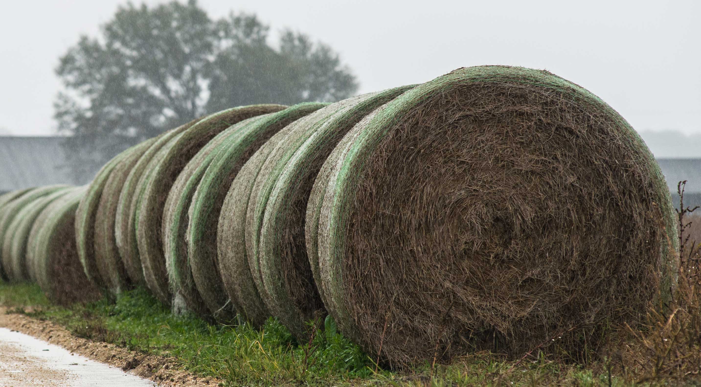 Several wrapped bales of hay lined up near a barn.