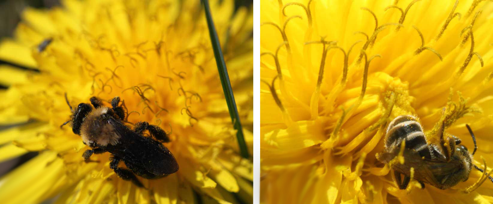Two dandeloins side by side. The left has a bee with a very fuzzy yellow thorax and dark wings and abdomen foraging on it. The right has a bee with with a black and pale-yellow striped abdomen resting foraging on it.