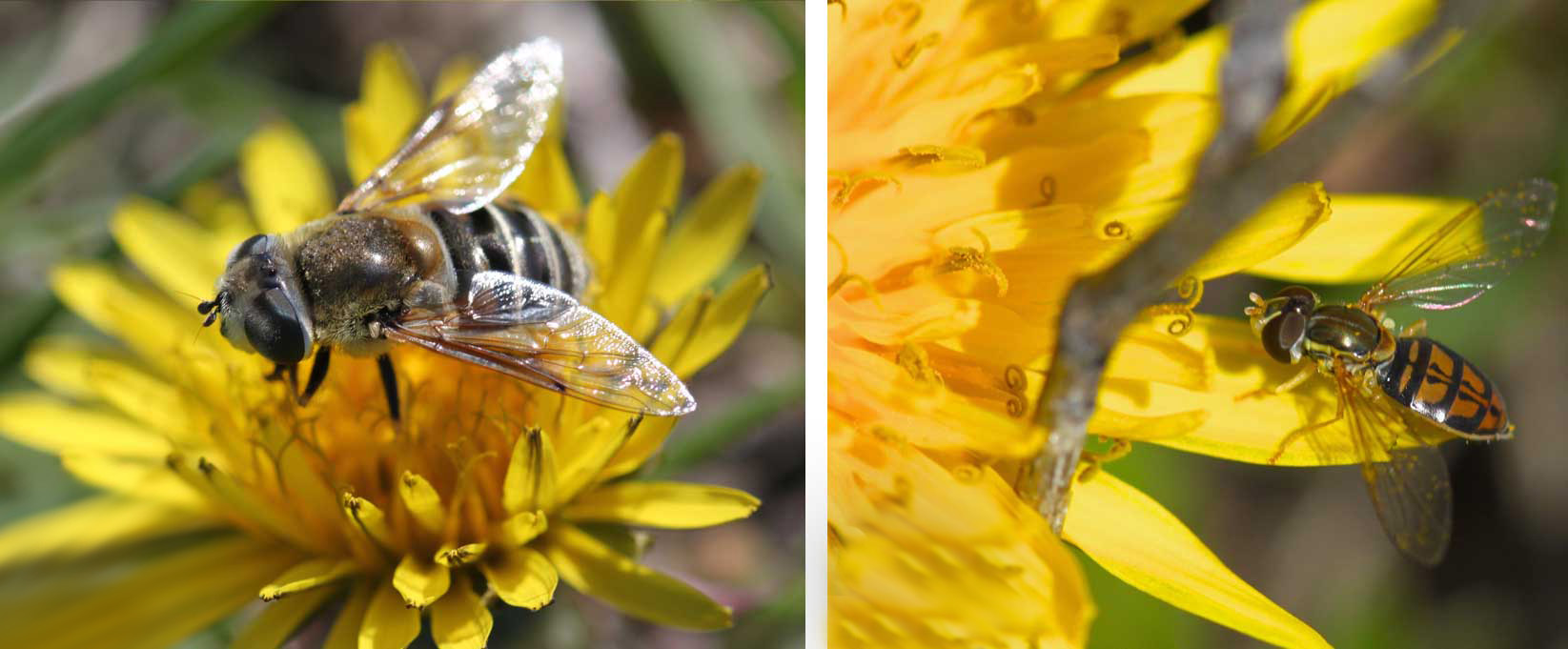 Two dandelions side by side. The left has a large fly with white and black striped abdomen foraging on it. The right has a small fly with orange and black patterned abdomen foraging on it.