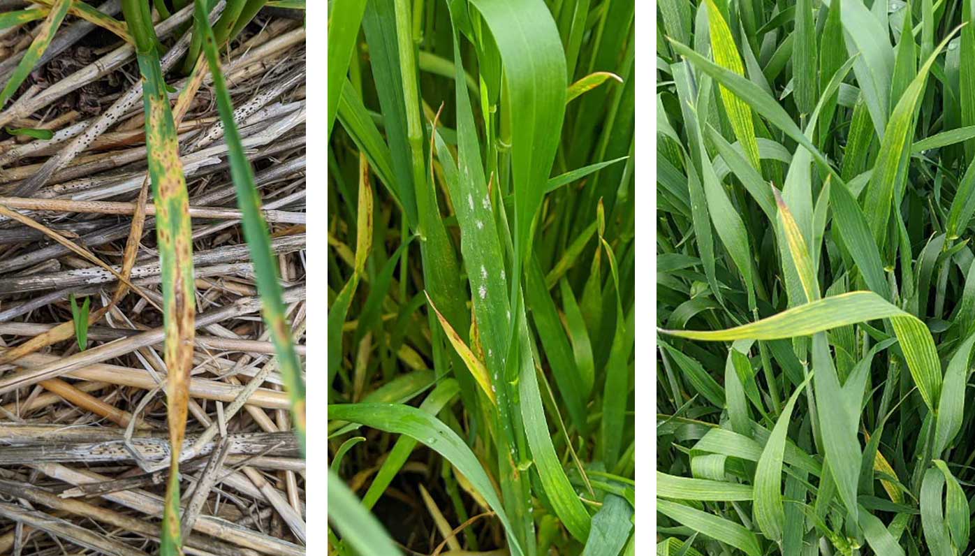Three wheat plants exhibiting disease symptoms. From left: Tan spot, powdery mildew, and Barley yellow dwarf.