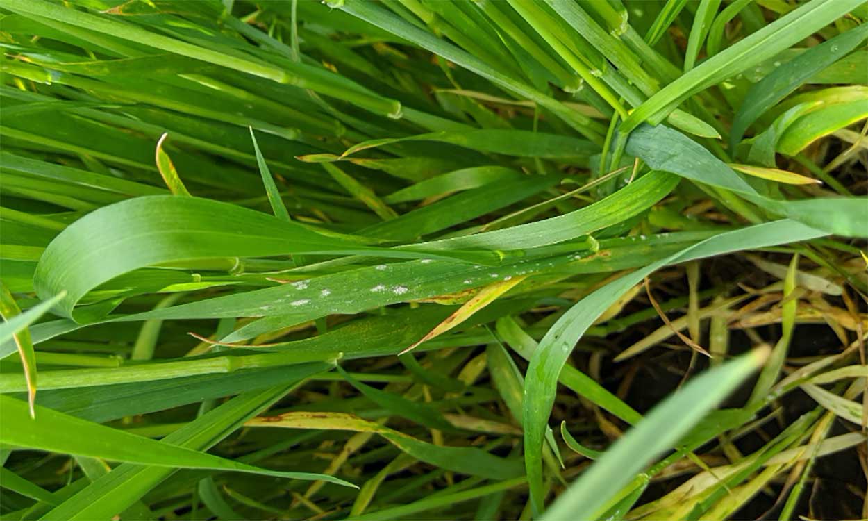 Wheat with heavy tillers and foliage that promotes powdery mildew growth.