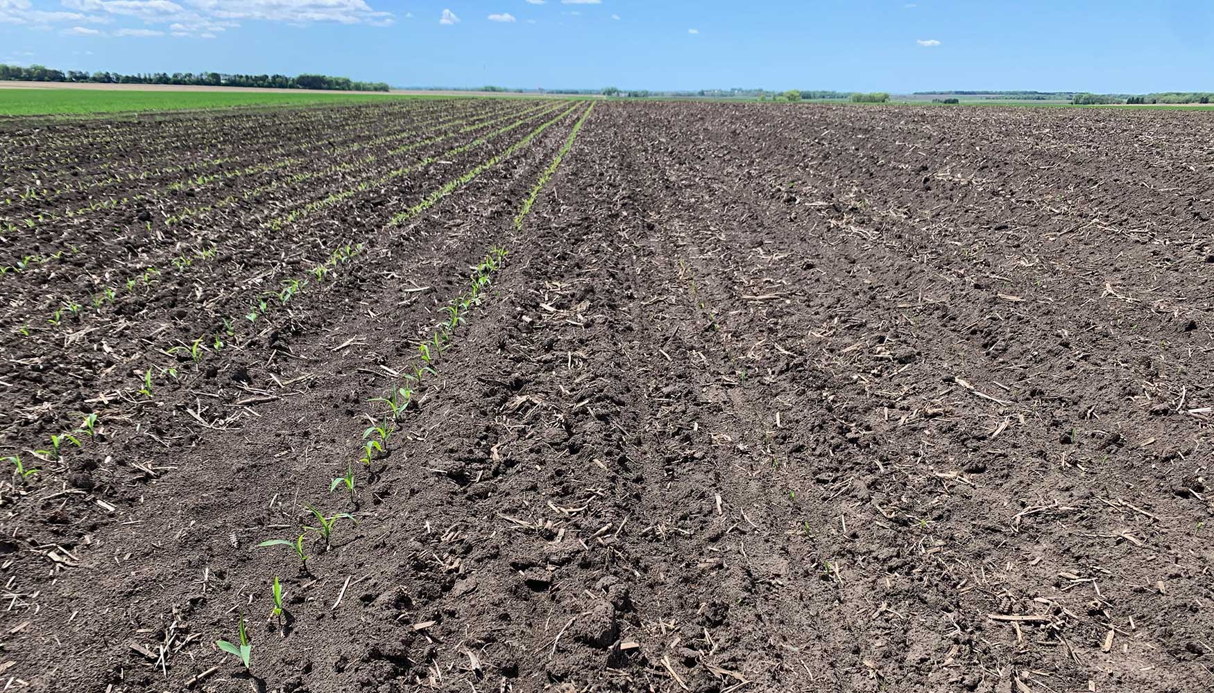 A field divided into two planting areas. The left area has young corn plants emerging from the soil. The right has no visible corn emergence yet.